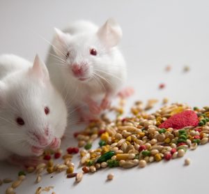 mice eating food