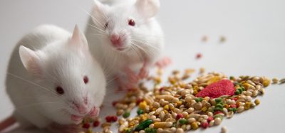 mice eating food
