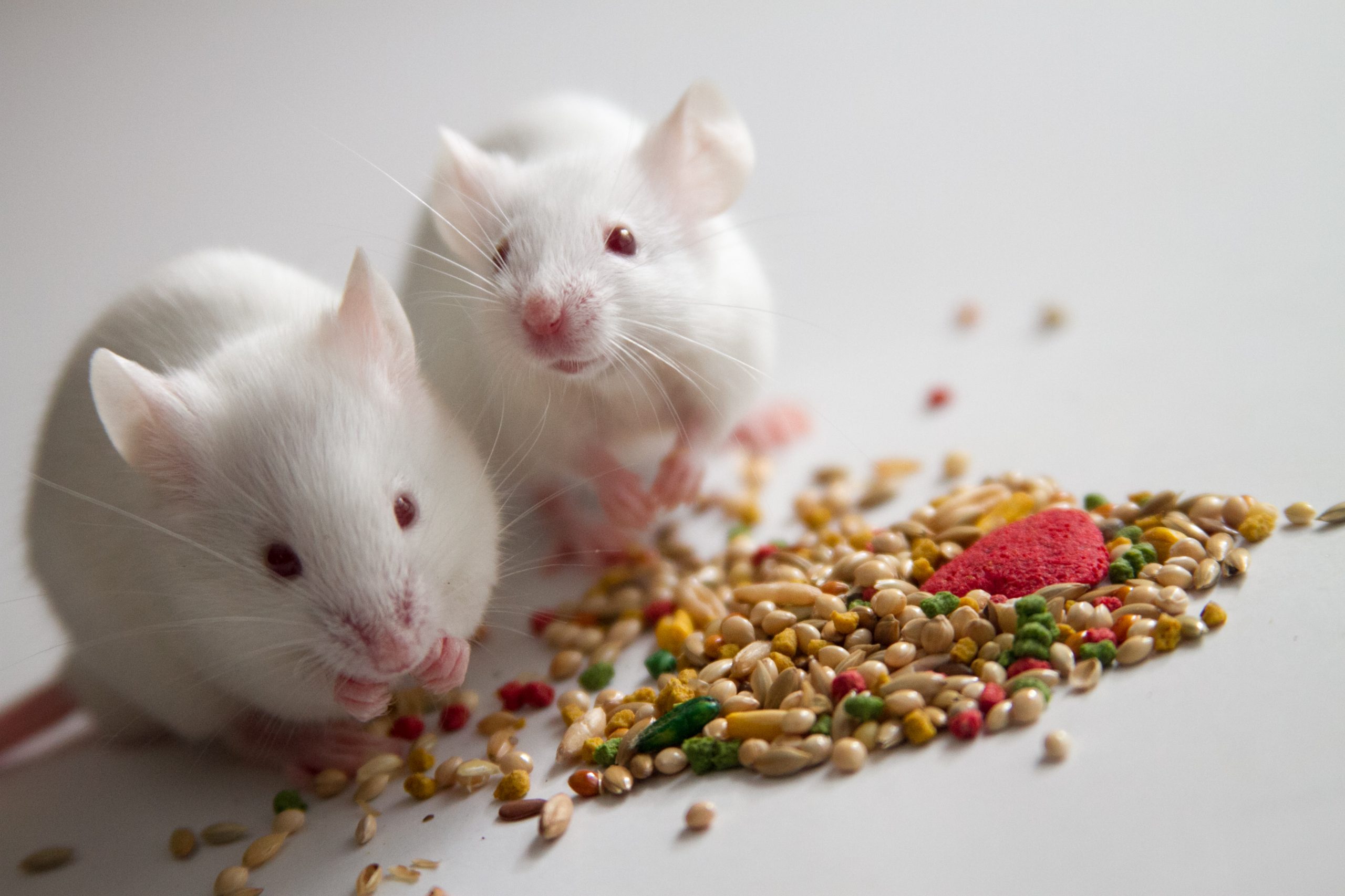 Researchers study food insecurity using mice