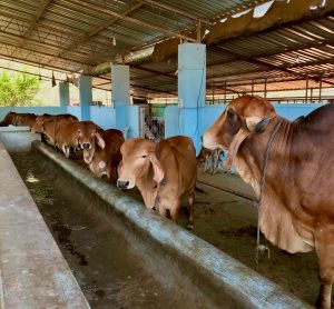 Indian dairy farm