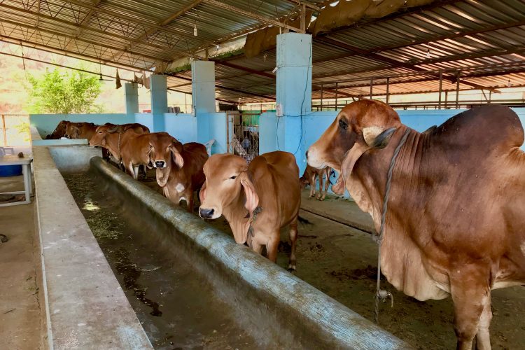 Indian dairy farm