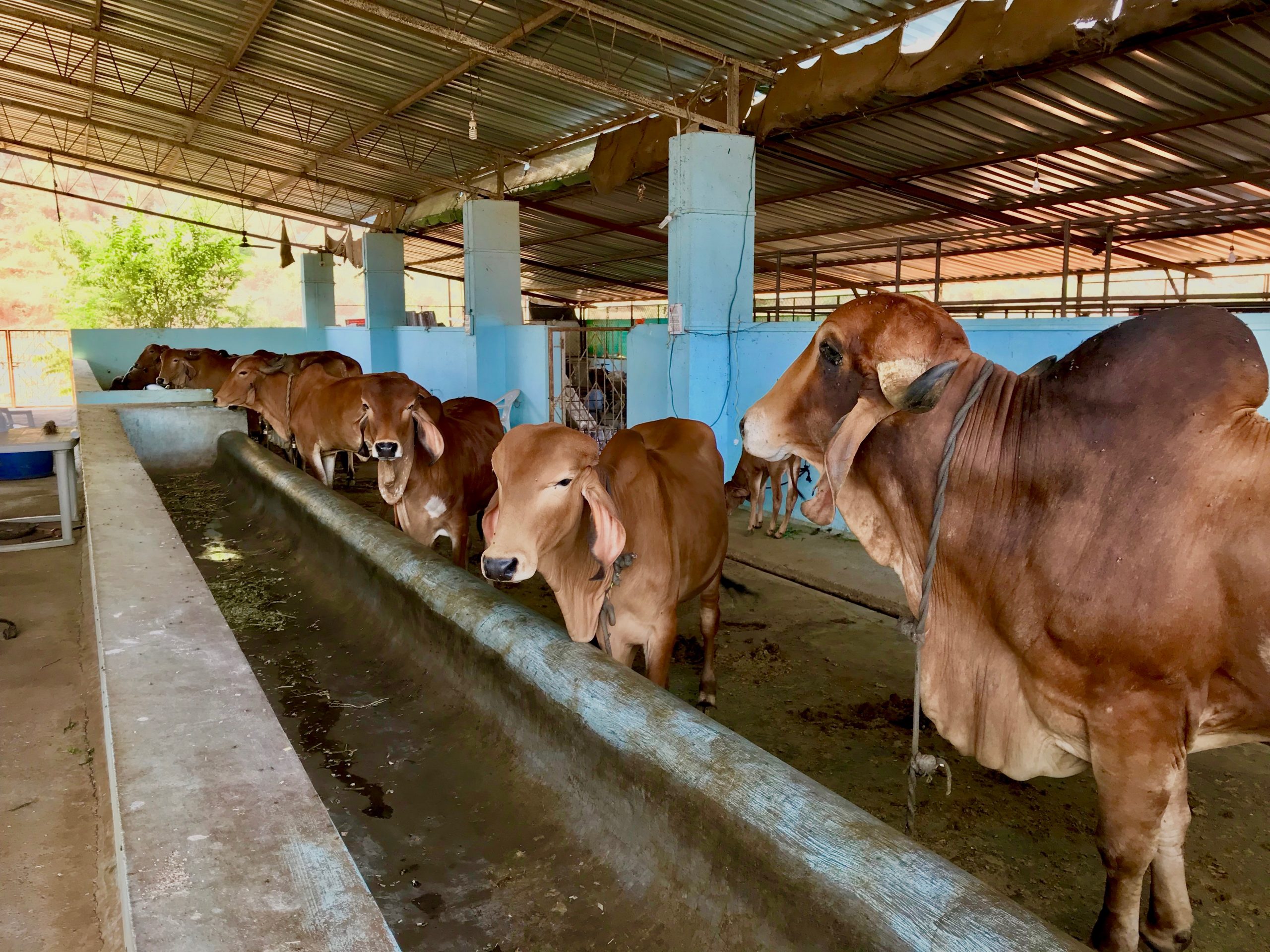 Indian dairy farm