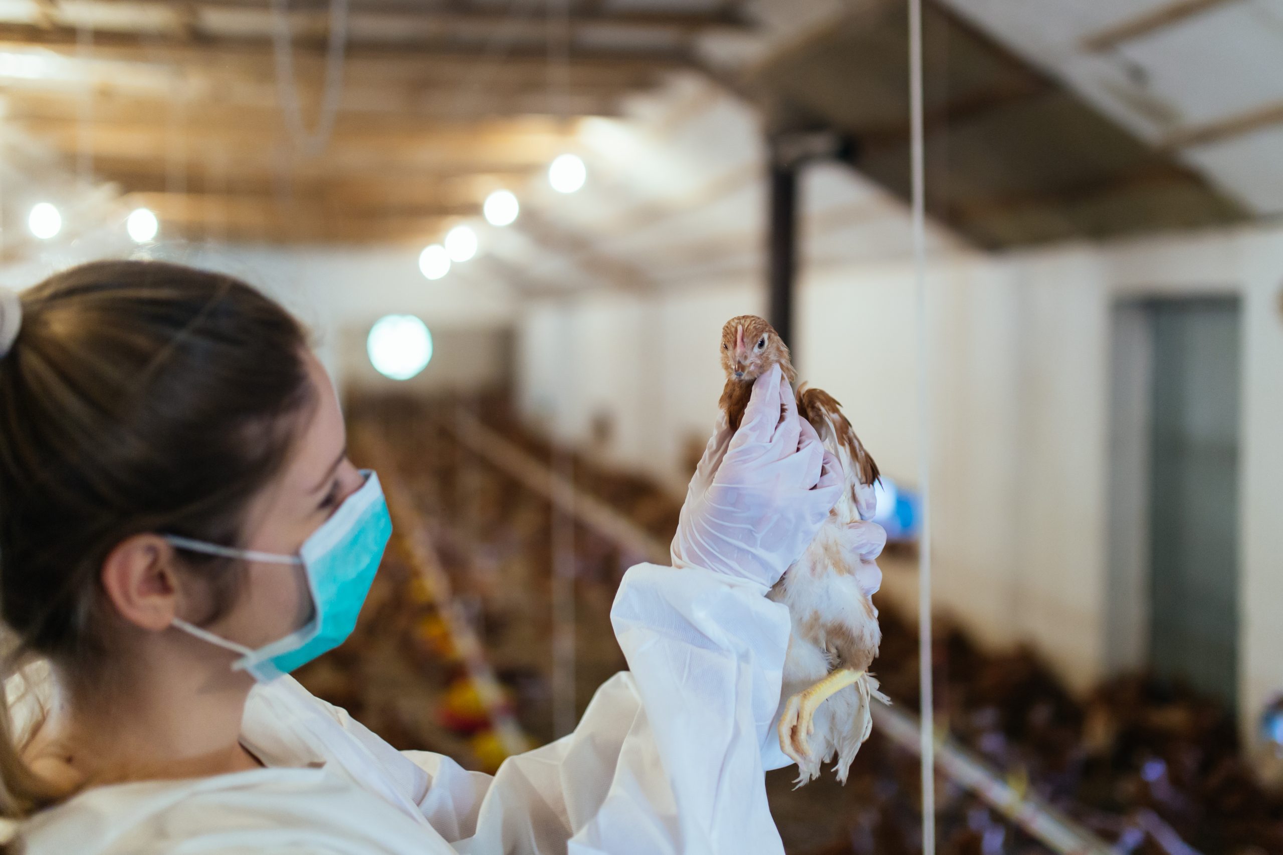 vet with chicken