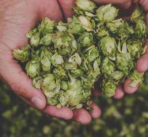 A lot of hops are wasted in the beer brewing process