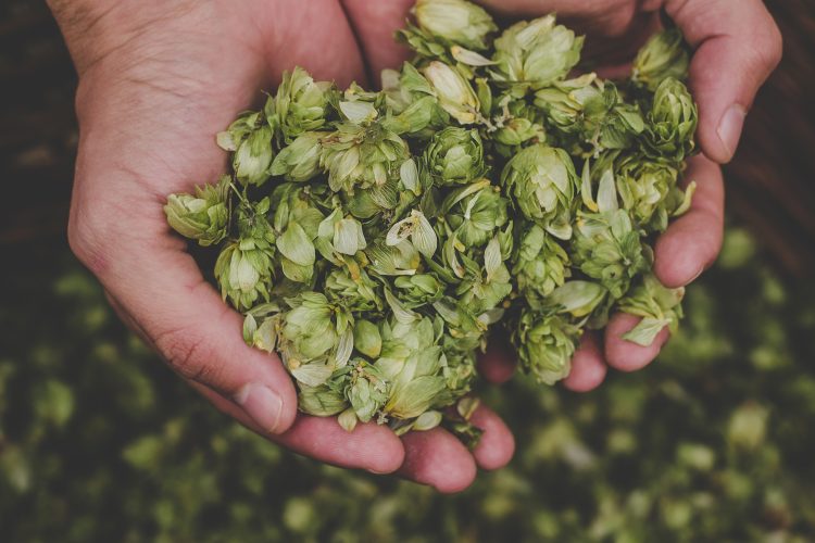 A lot of hops are wasted in the beer brewing process