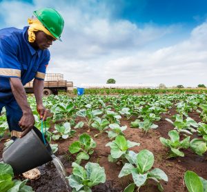 African farmer