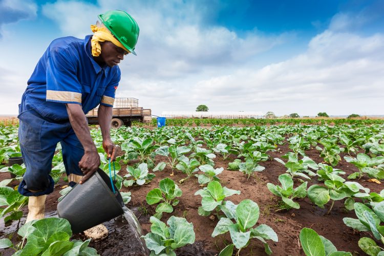 African farmer