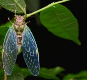 Cicada