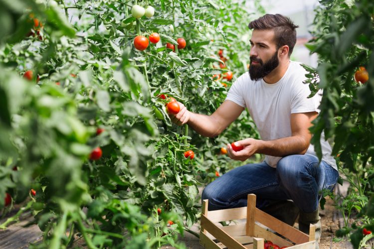 man holding tomato