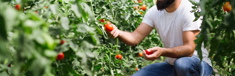 man holding tomato