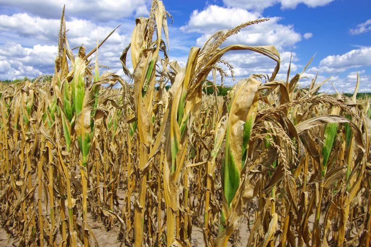 drought crops