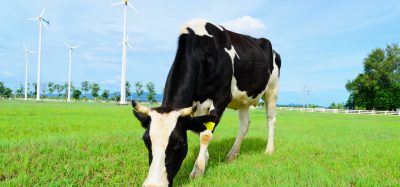 sustainable beef