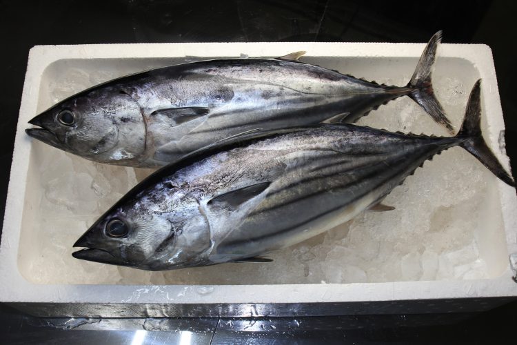 skipjack tuna 