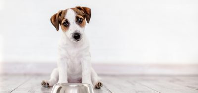 dog food