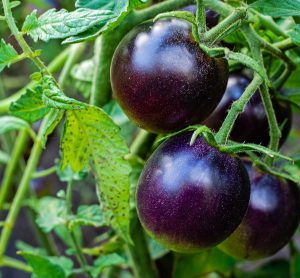 purple tomato plant