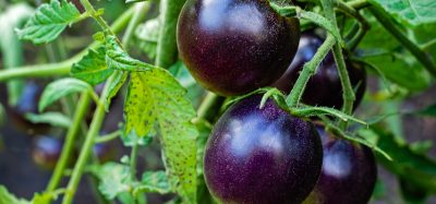 purple tomato plant