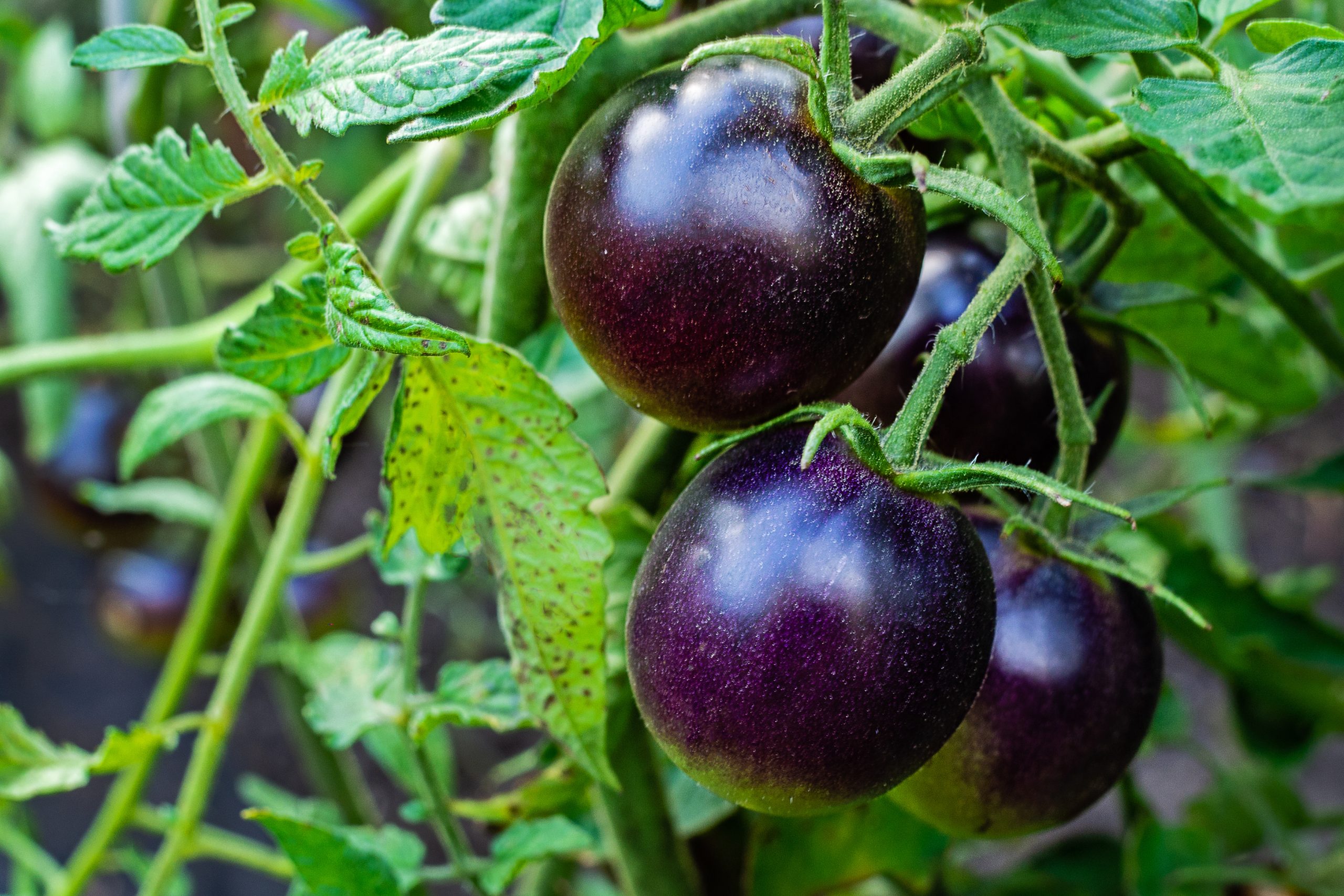 purple tomato plant