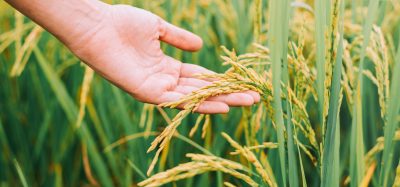 rice
