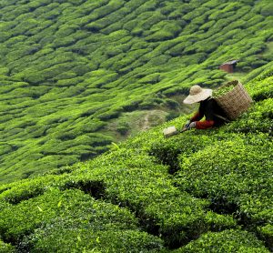 tea garden