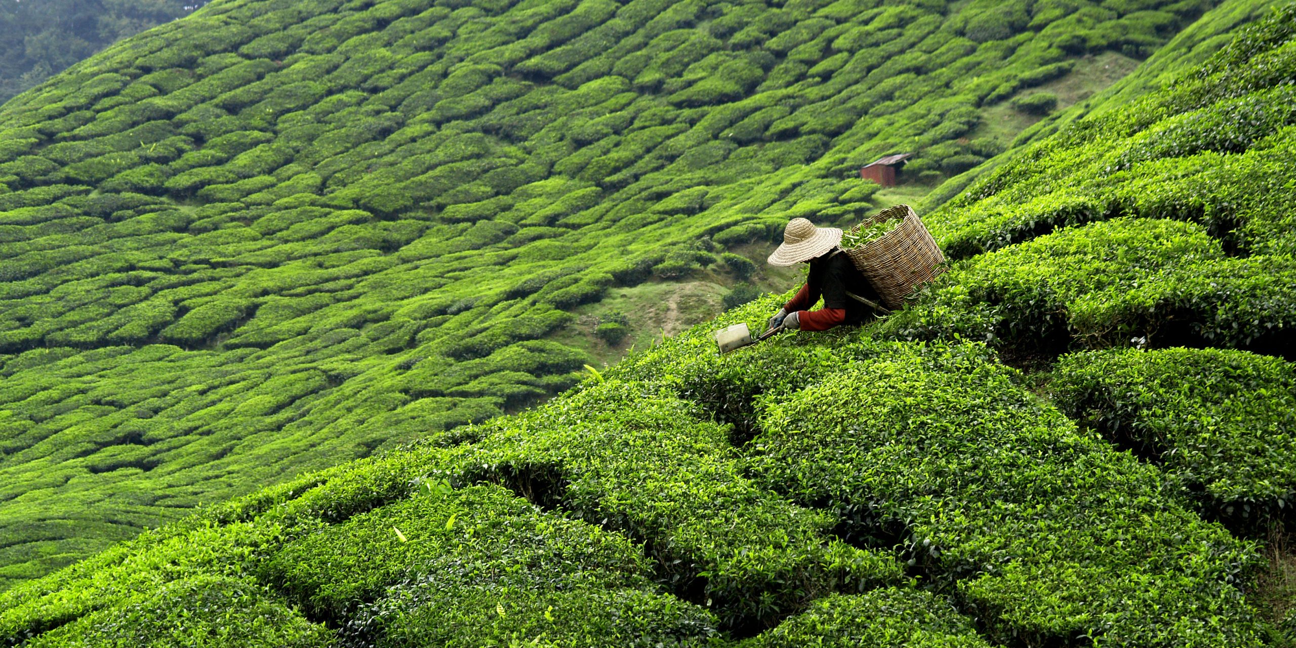 tea garden