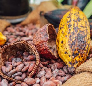 cocoa farming