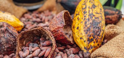 cocoa farming