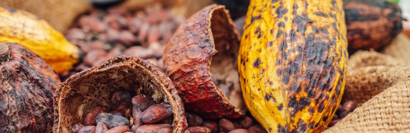 cocoa farming