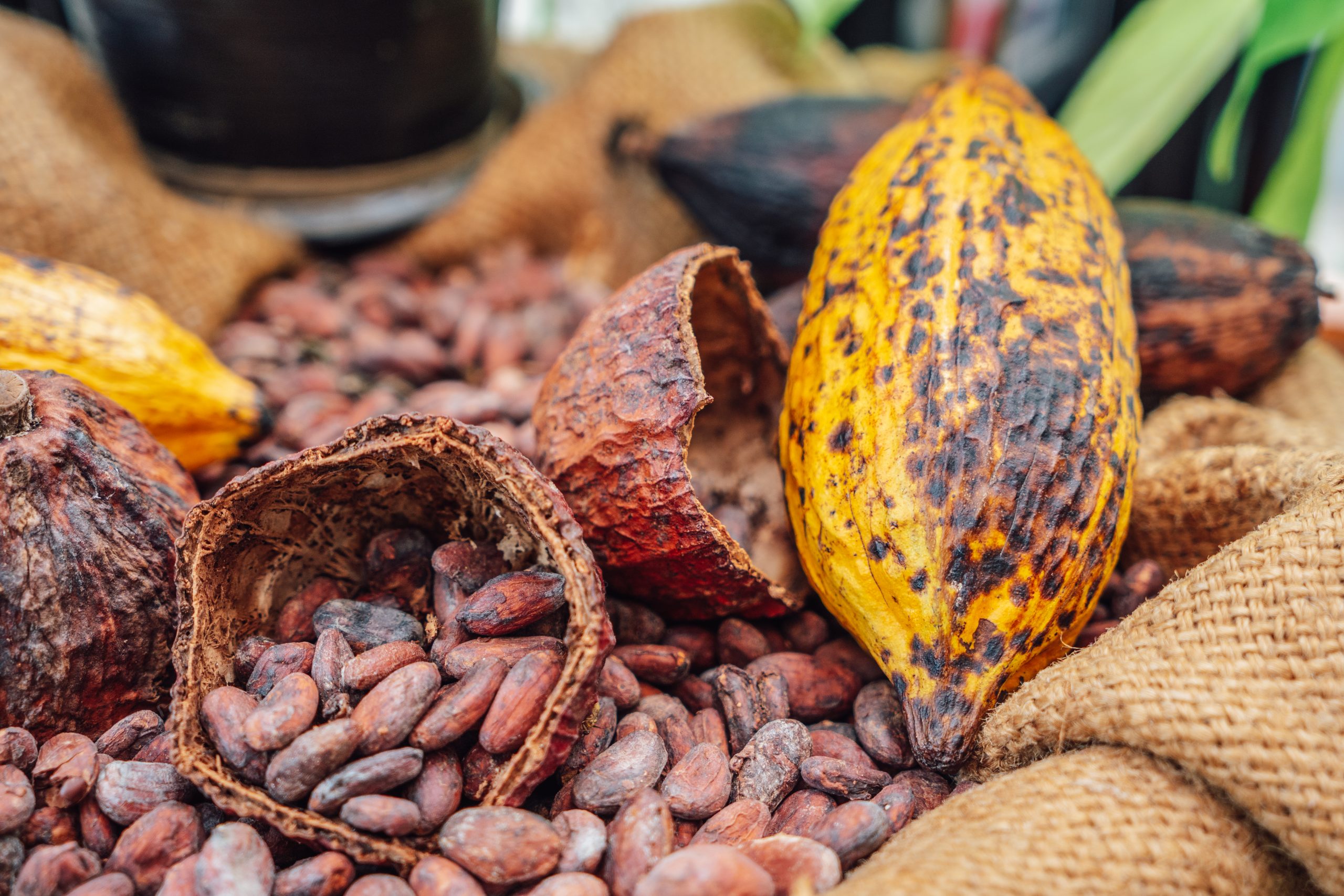 cocoa farming