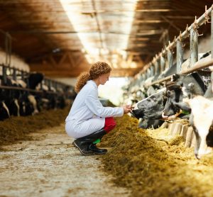 female vet with cows