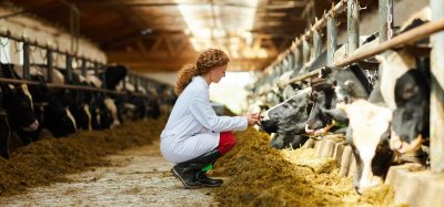female vet with cows
