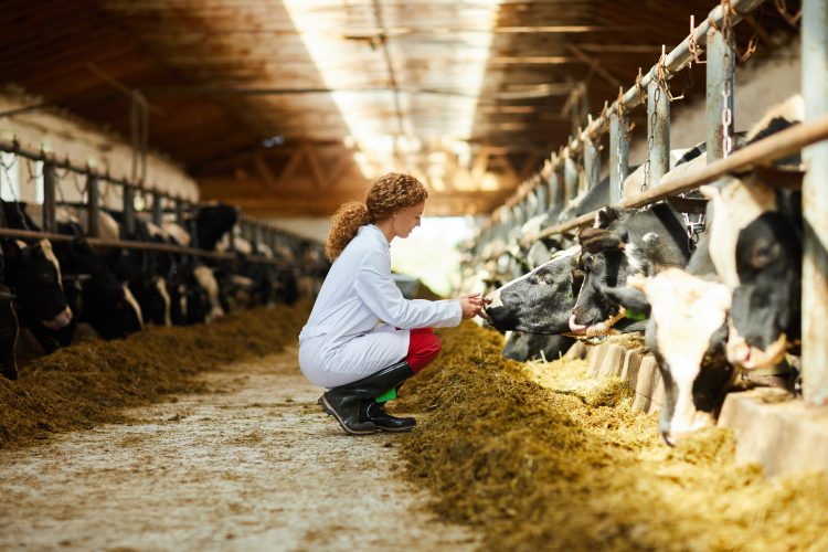 female vet with cows