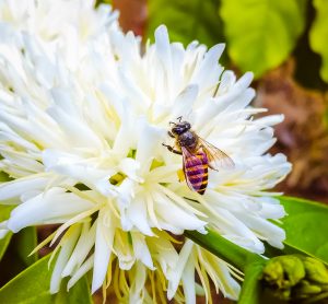 Coffee Bee