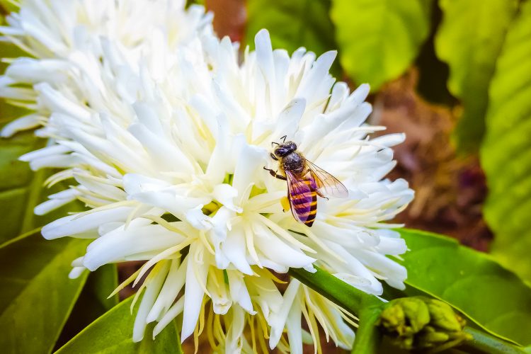 Coffee Bee