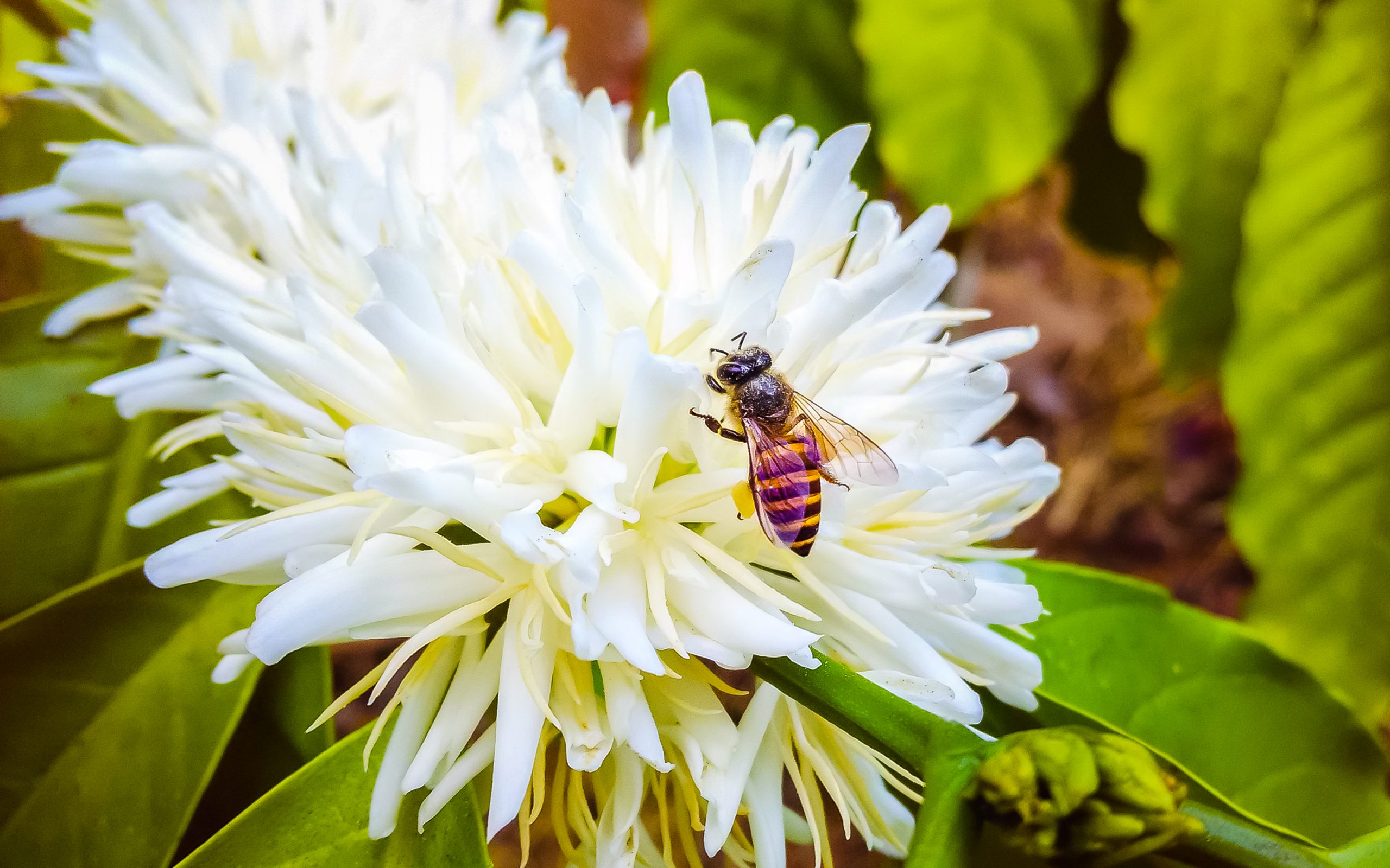 Coffee Bee