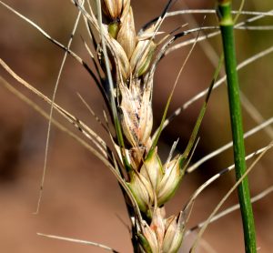 wheat blast