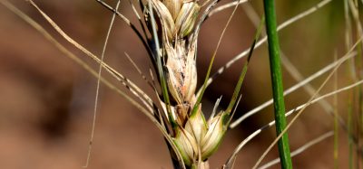 wheat blast