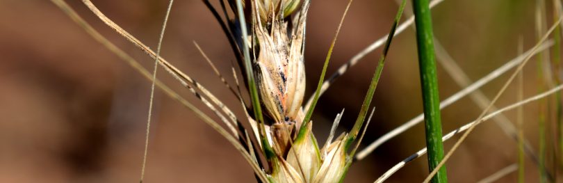 wheat blast