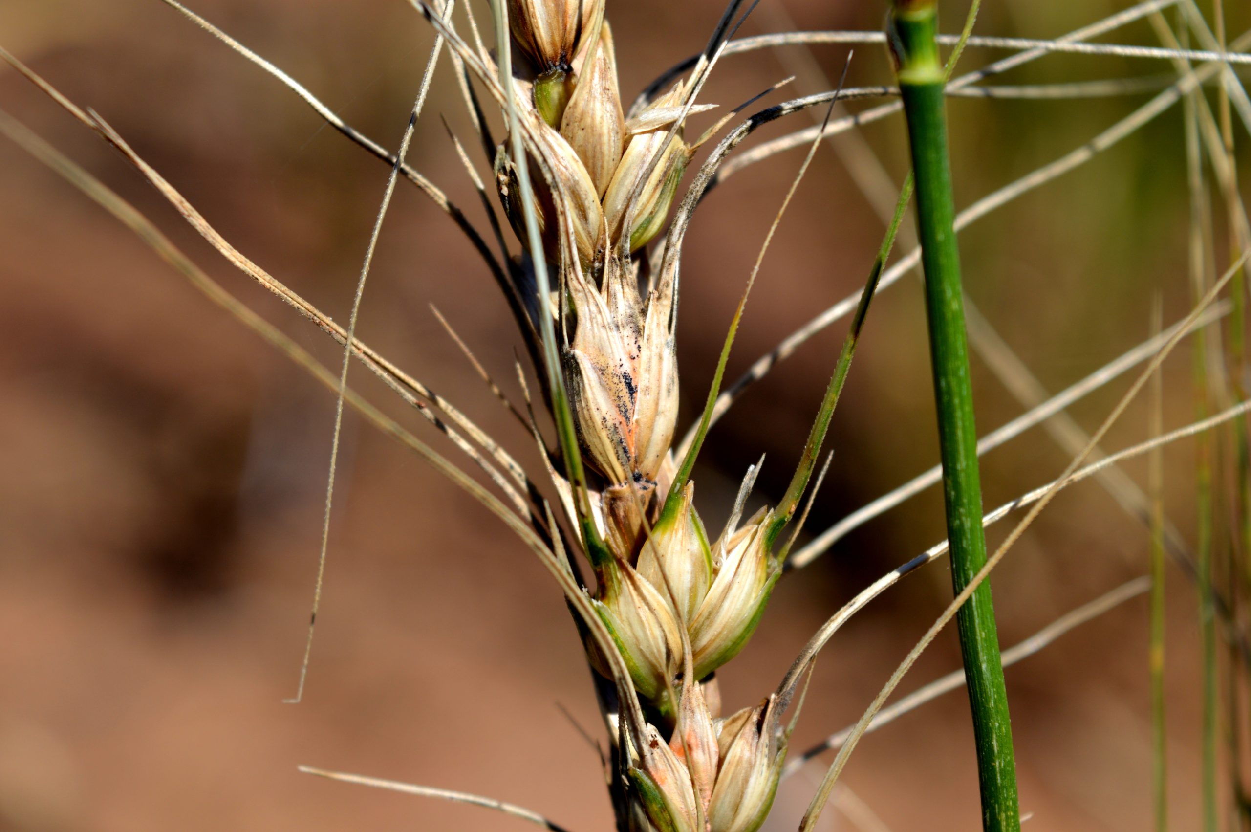 wheat blast