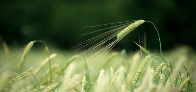 barley