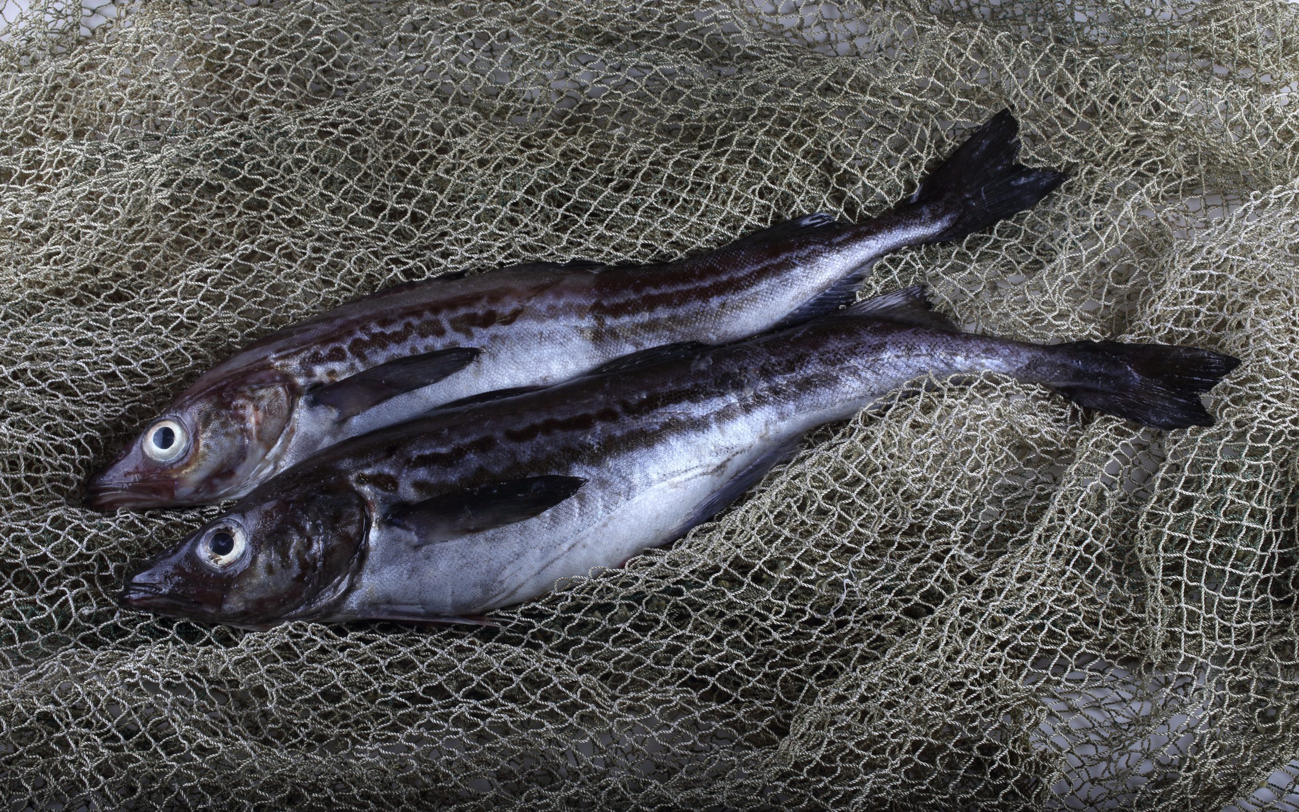 wild alaska pollock