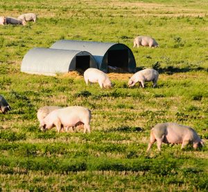 pig farm