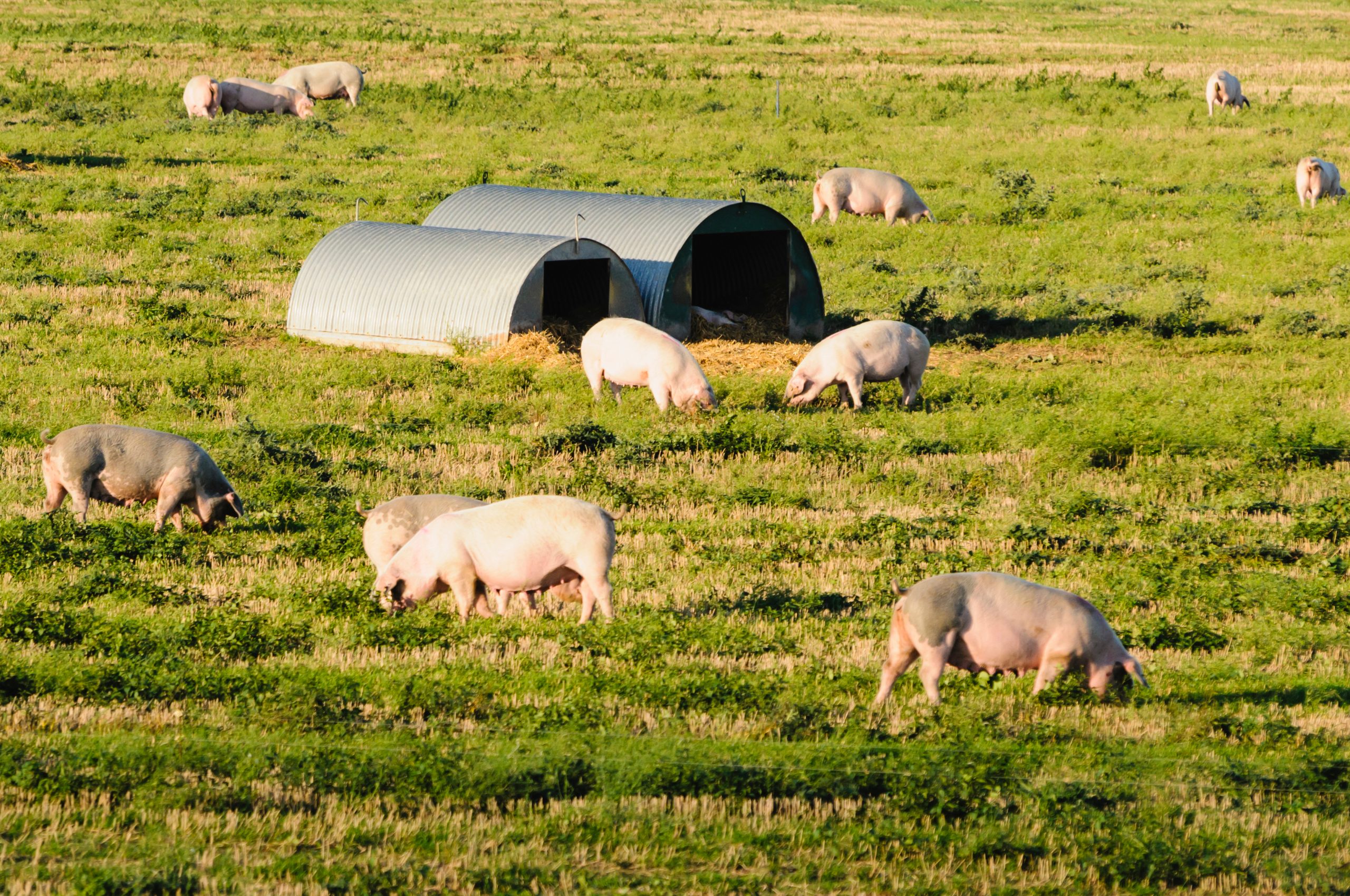 pig farm