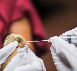 bird getting tested by scientists