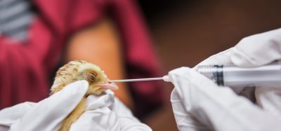 bird getting tested by scientists
