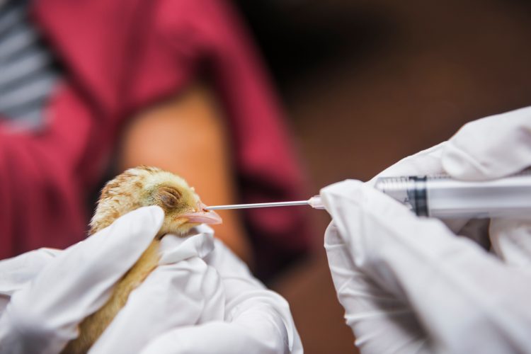 bird getting tested by scientists