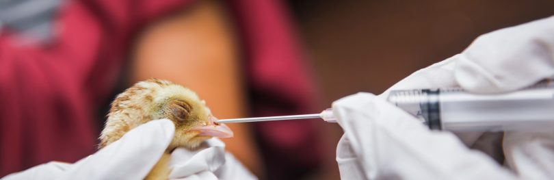 bird getting tested by scientists