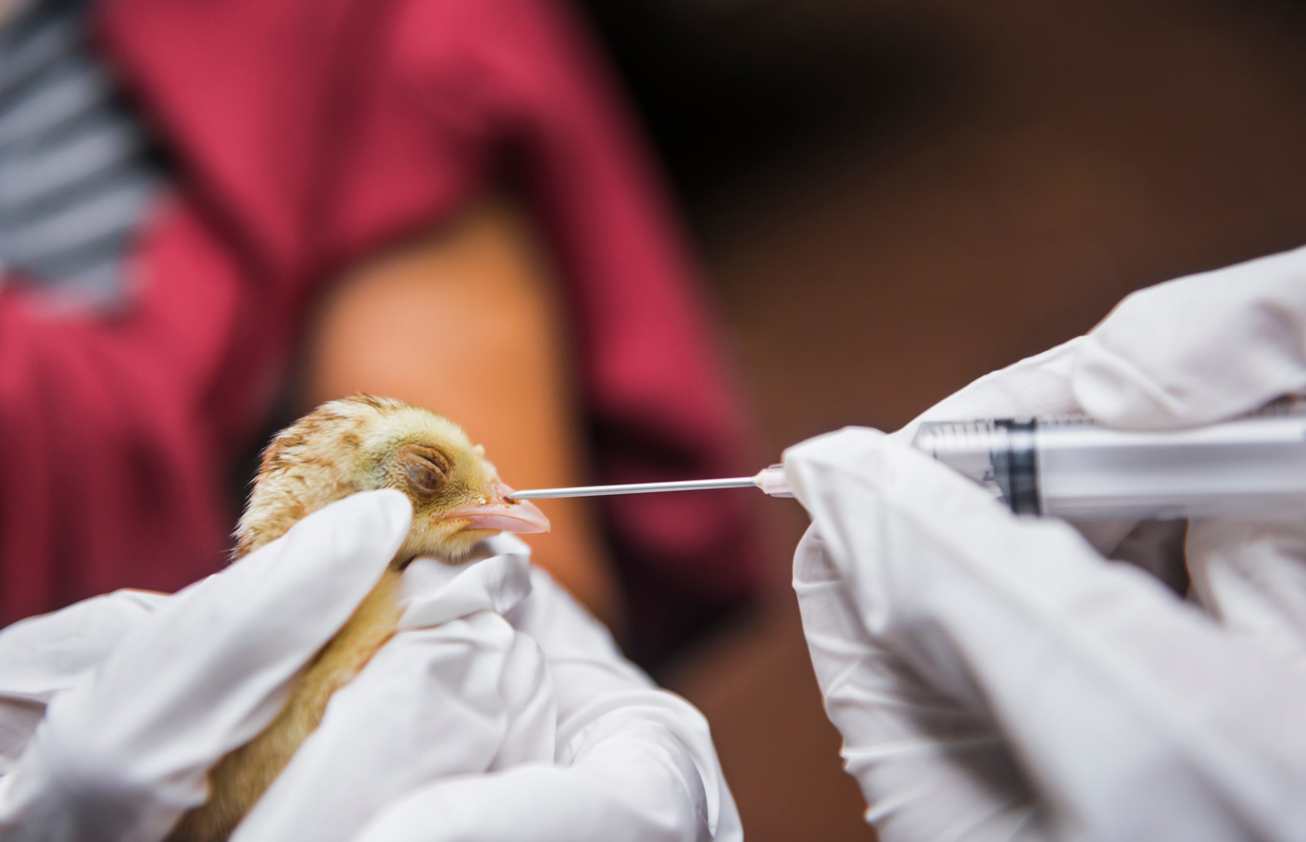 bird getting tested by scientists