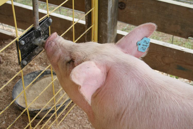 Pig with tag