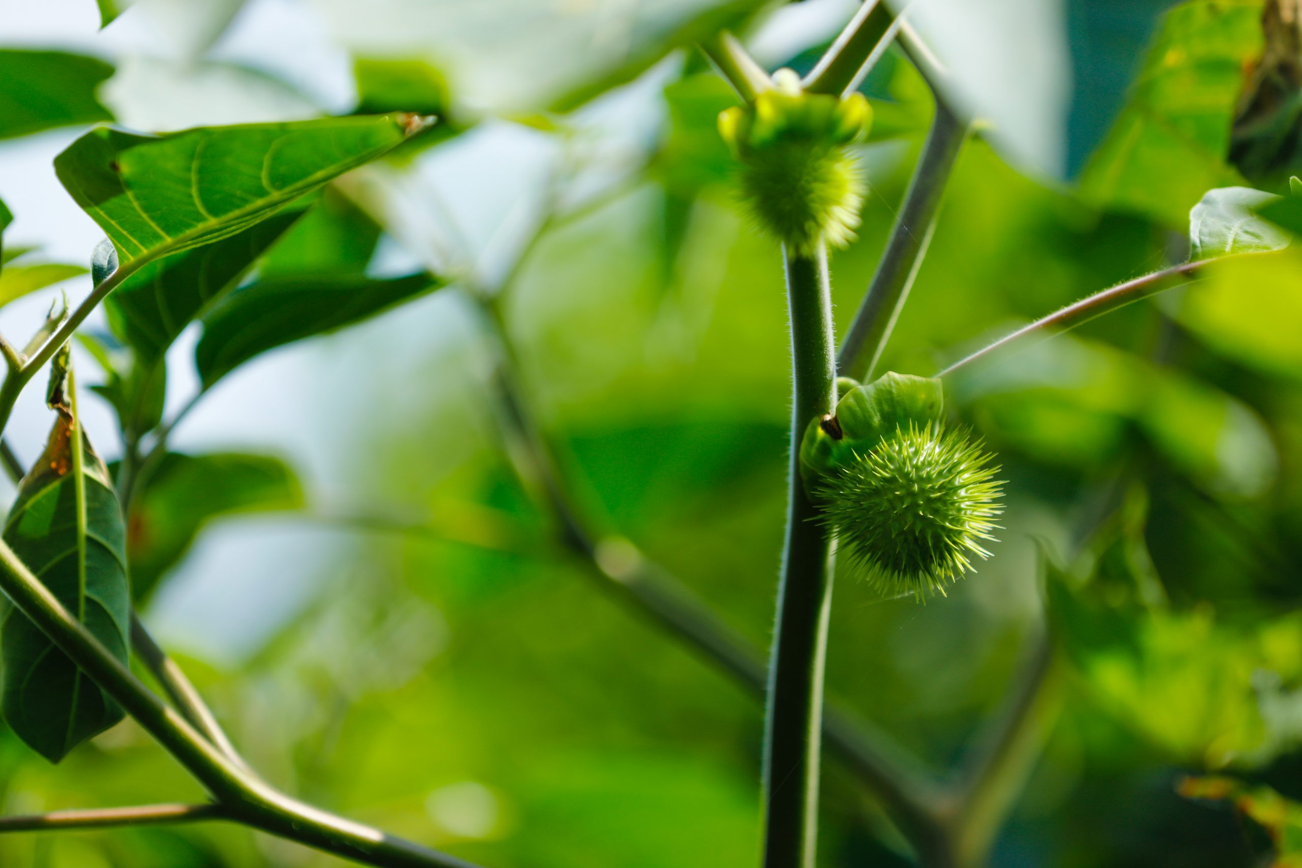 Jimsonweed