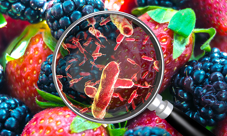 New research furthers industry understanding of foodborne bacteria survival in food preparation environments